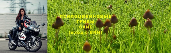 PSILOCYBIN Баксан